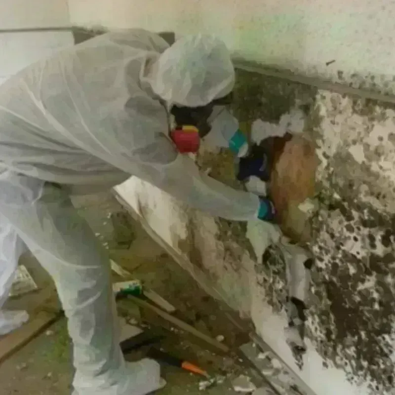 Mold Remediation and Removal in Holbrook, MA